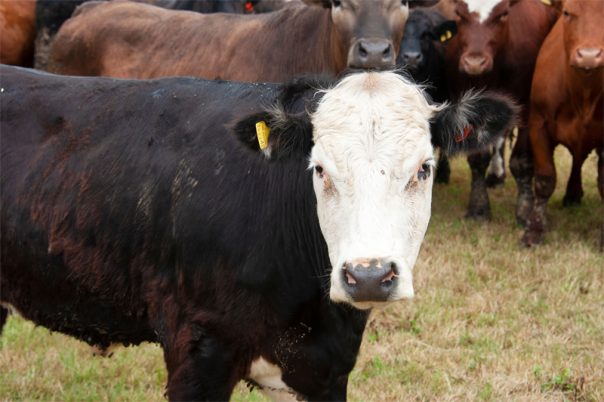 Stokes Marsh cow